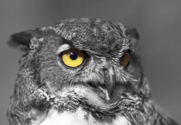 Owl's eye — Stock Photo, Image