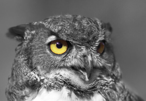 Beautiful portrait owl with yellow eye