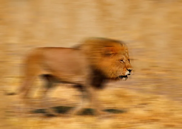 สิงโตแก่ — ภาพถ่ายสต็อก