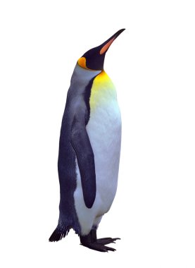 Isolated emperor penguin over white clipart