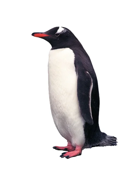 Pinguino gentoo isolato — Foto Stock