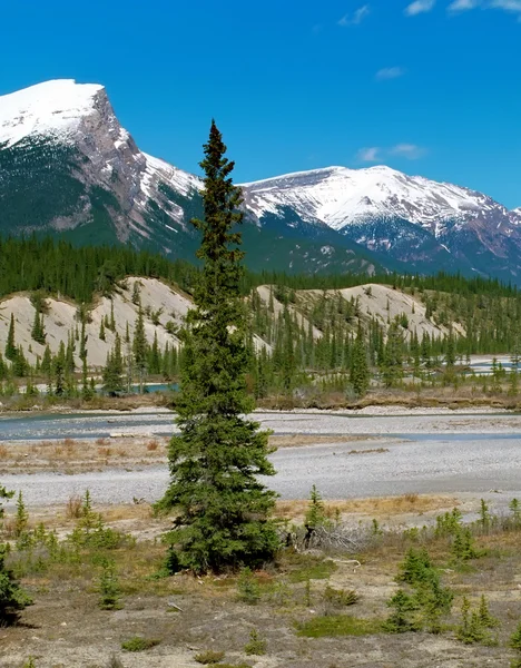 Kanada Kayalık Dağları dağlar üzerinde göster — Stok fotoğraf