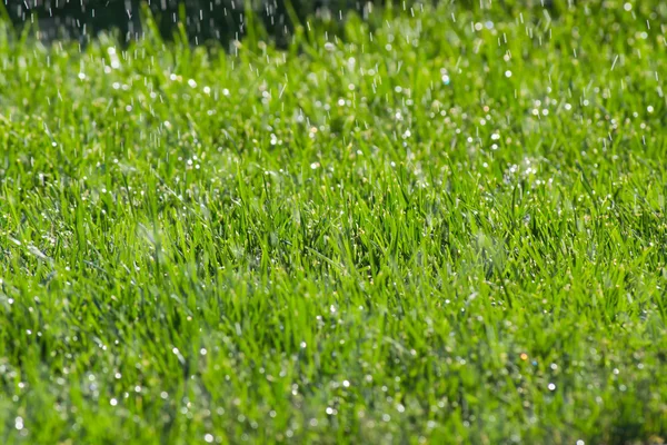 Зелена трава Ліцензійні Стокові Фото