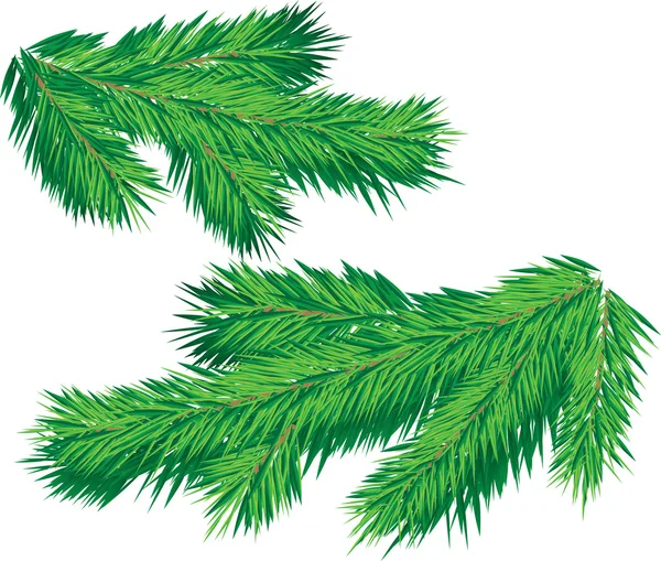 Branche arbre de Noël — Image vectorielle