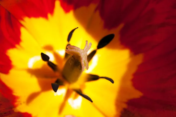 Red tulipa inside — Stock Photo, Image