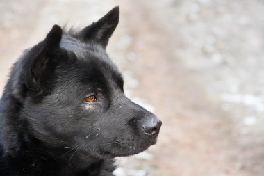 siyah köpek ile ilgi