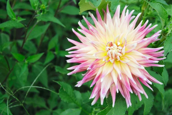 stock image Three colored dahlia