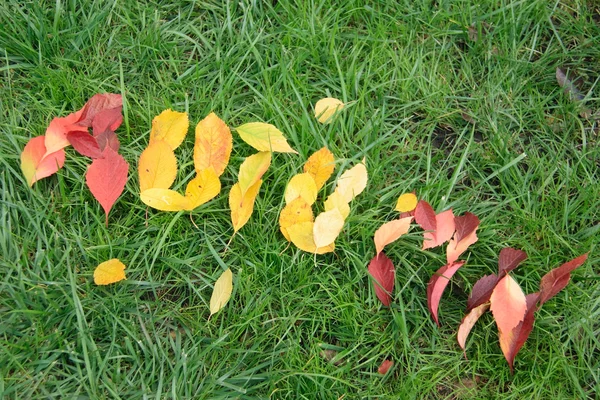 Düşen kırmızı ve sarı yapraklar kelime sonbahar yapma — Stok fotoğraf