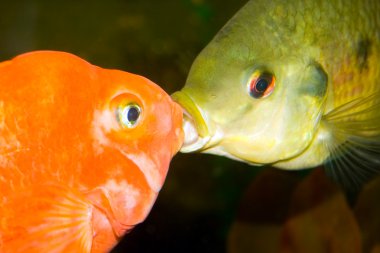 balıklar öpüşme
