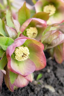 Helleborus one of the first spring flowers clipart