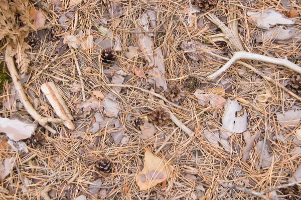Текстура с сосновыми иглами, шишками и березовыми листьями — стоковое фото