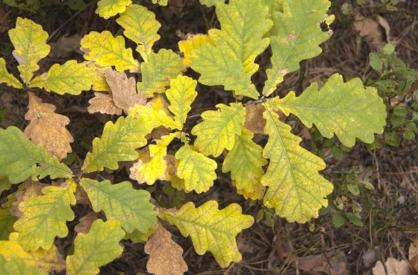 Podzimní barvy mladých dubů okapy - hdri obraz — Stock fotografie