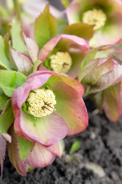 Helleborus, jeden z prvních jarních květin — Stock fotografie