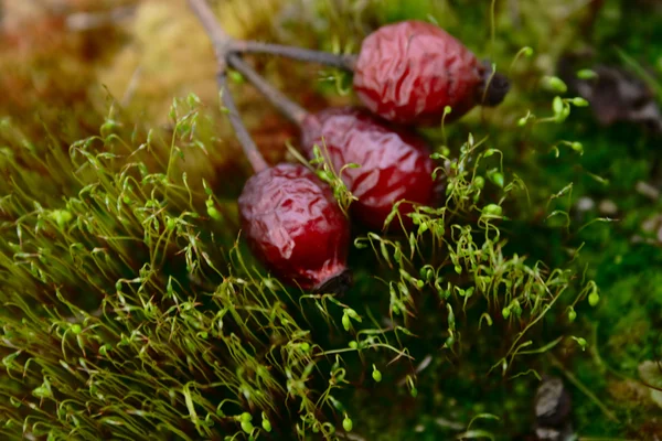 Fallna rose-hund berry bland mossa sprout — Stockfoto
