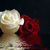 Rózsa piros és fehér