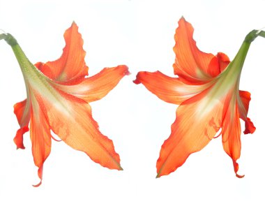 beyaz izole çift hippeastrum