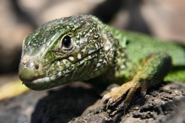 Green lizard closeup clipart