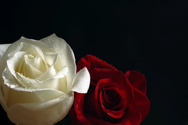 Růže červené a bílé — Stock fotografie