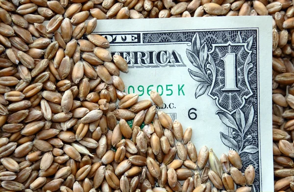 One dollar banknote among wheat grains — Stock Photo, Image
