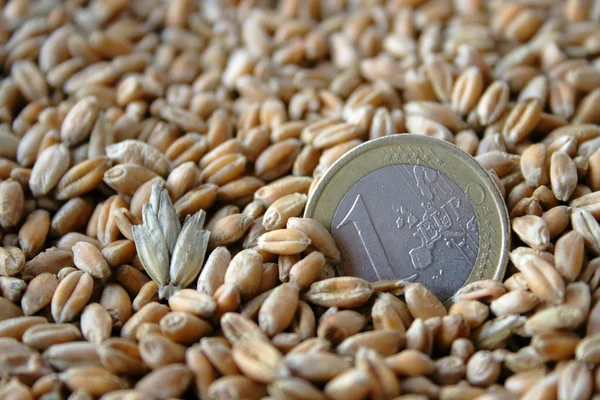 bir euro para buğday taneleri arasında