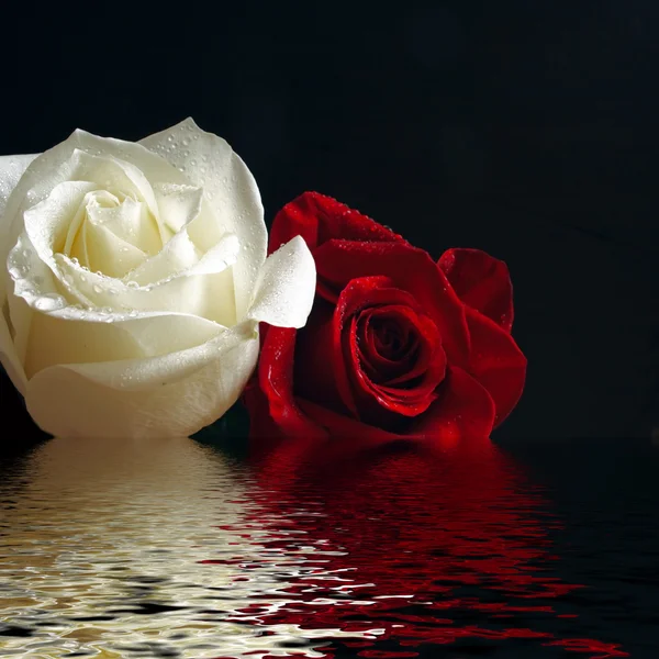 Růže červené a bílé — Stock fotografie