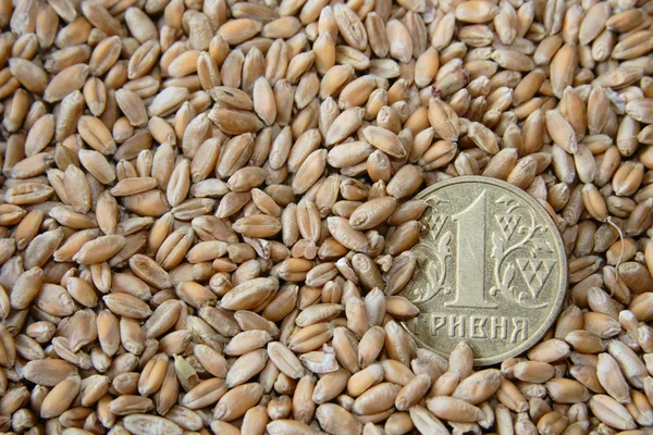 Una moneta hrivna tra i chicchi di grano — Foto Stock