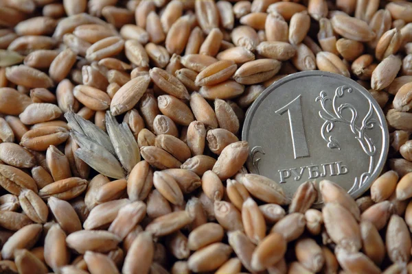 Una moneta di rublo tra grani di grano — Foto Stock
