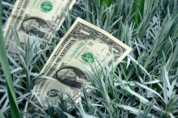 Één dollar bankote onder gras — Stockfoto