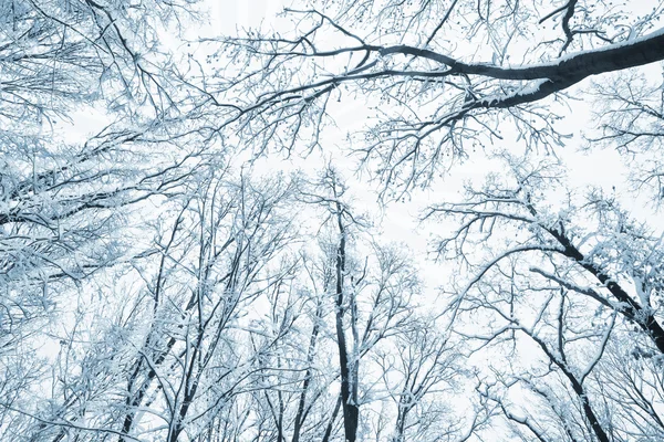 Drzewa pokryte śniegiem na zimowe niebo — Zdjęcie stockowe