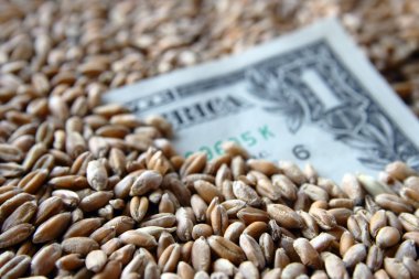 One dollar banknote among wheat grains clipart