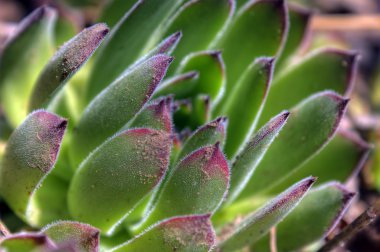 tatlı sempervivum hdr çekim