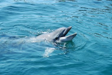 Closeup bottlenosed dolphin smile clipart