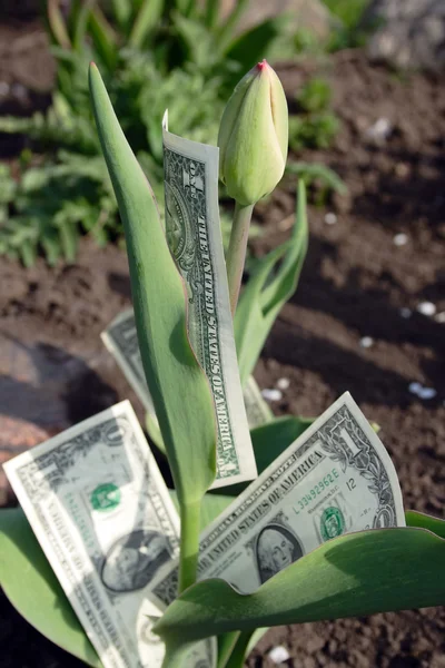 Dólares tulipanes brote —  Fotos de Stock