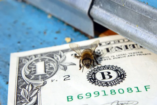 Бджола заробляння грошей — стокове фото