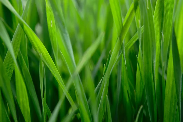 Wheat field inside — Stock Photo, Image