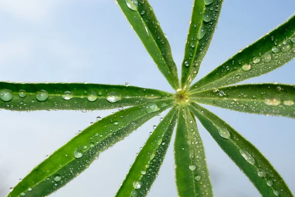 Lupine with water drops over sky — Stock Photo, Image