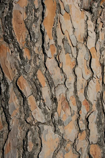 stock image Abstract pine bark texture