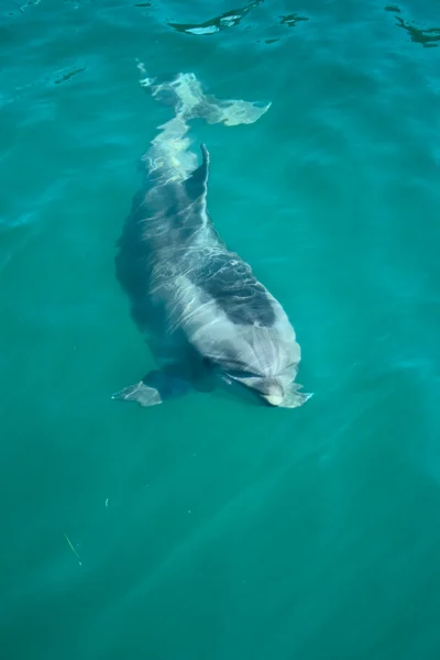 Fechar golfinho engarrafado subaquático — Fotografia de Stock