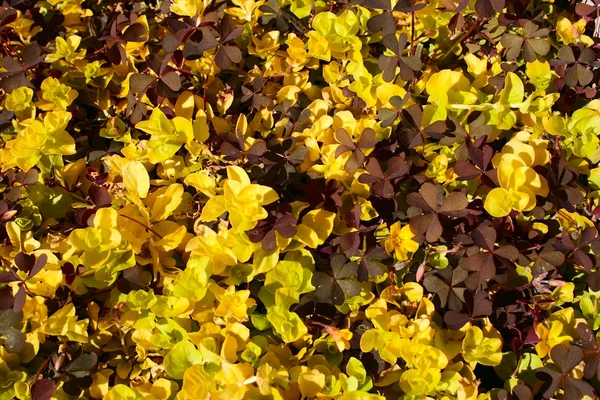 stock image Colorful leaves carpet