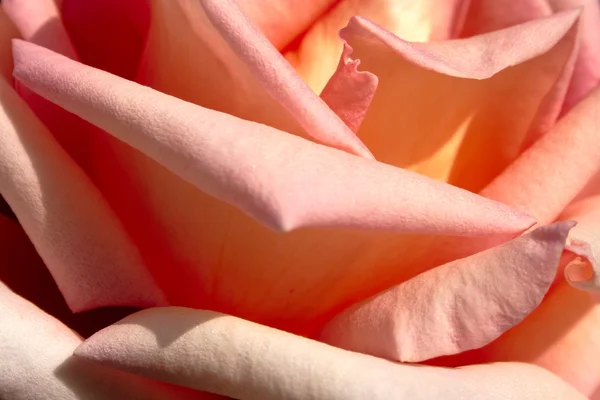 Gros plans pétales de rose — Photo