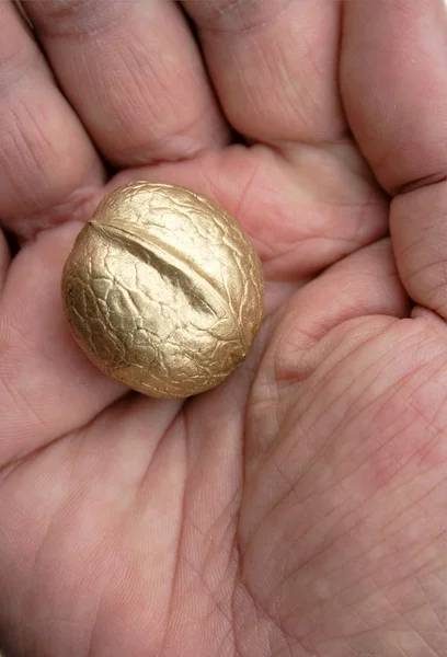 Golden walnut on hand — Stock Photo, Image