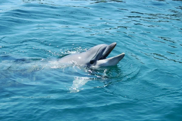 Closeup divoke delfíní úsměv — Stock fotografie