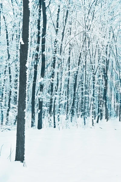 Drzewa w lesie, pokryte śniegiem — Zdjęcie stockowe