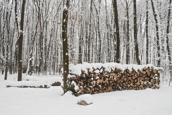 Woodpile na floresta de inverno — Fotografia de Stock