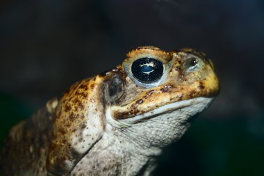 Büyük kurbağa closeup yüzü