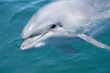 Closeup bottlenosed dolphin head clipart