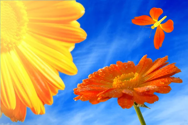 Έκρηξη στο νερόabstraktní oranžové květy s motýl — Stock fotografie