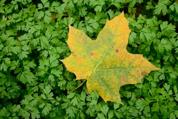 Jesień zostawić na zielone kiełki — Zdjęcie stockowe