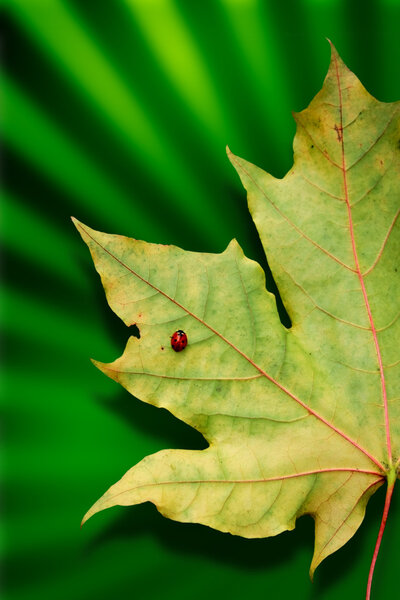 Ladybird on maple leave