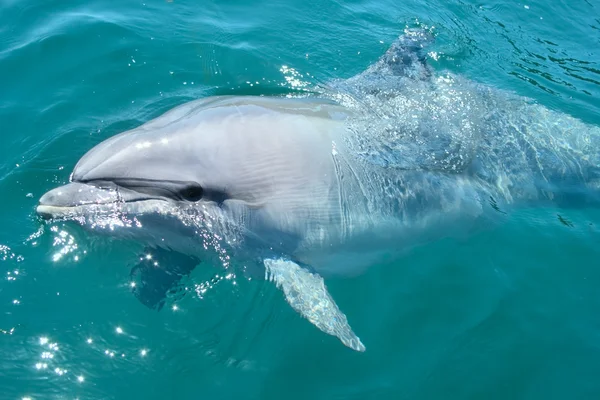 Fechar golfinho engarrafado — Fotografia de Stock